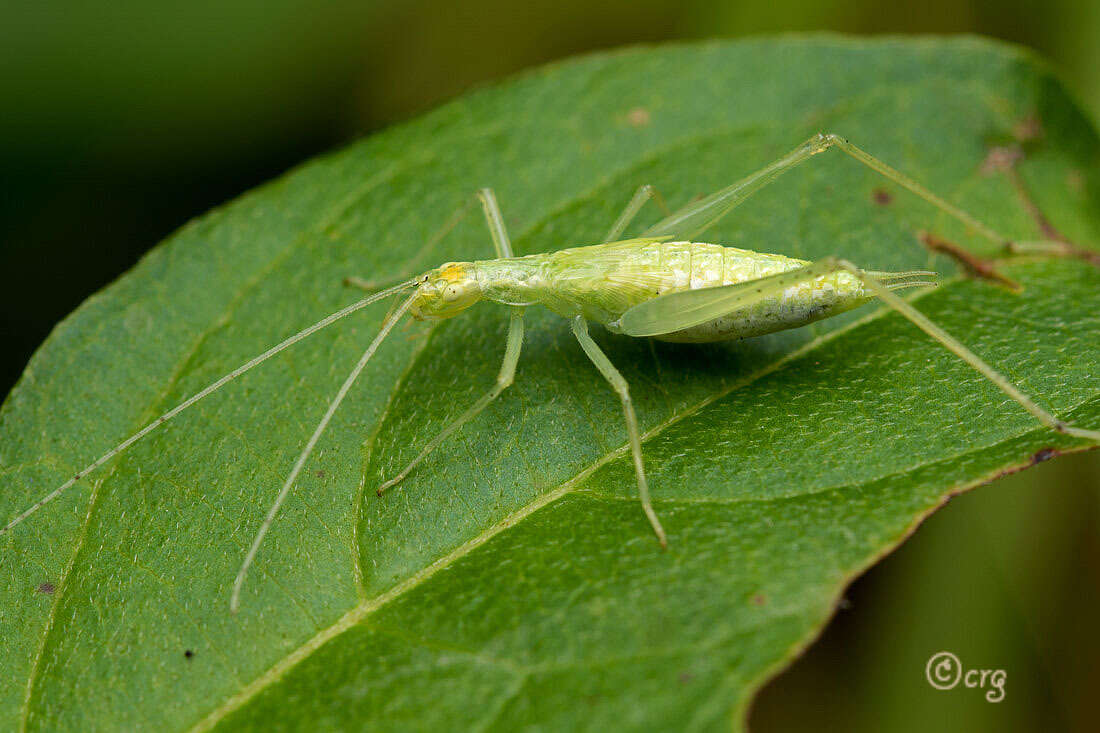 Image of Narrow-winged Tree Cricket