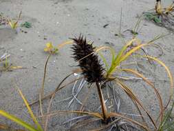 Image of largehead sedge