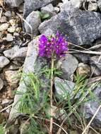 Plancia ëd Dalea gattingeri (A. Heller) Barneby