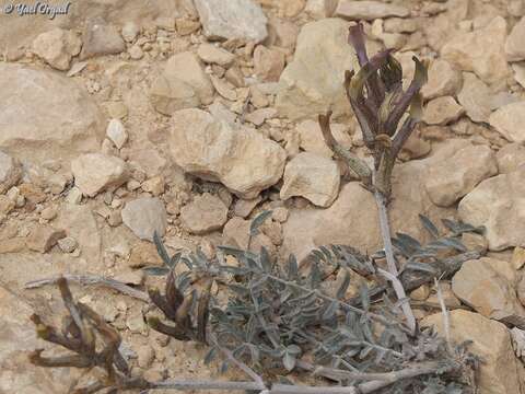 Image of Astragalus sanctus Boiss.