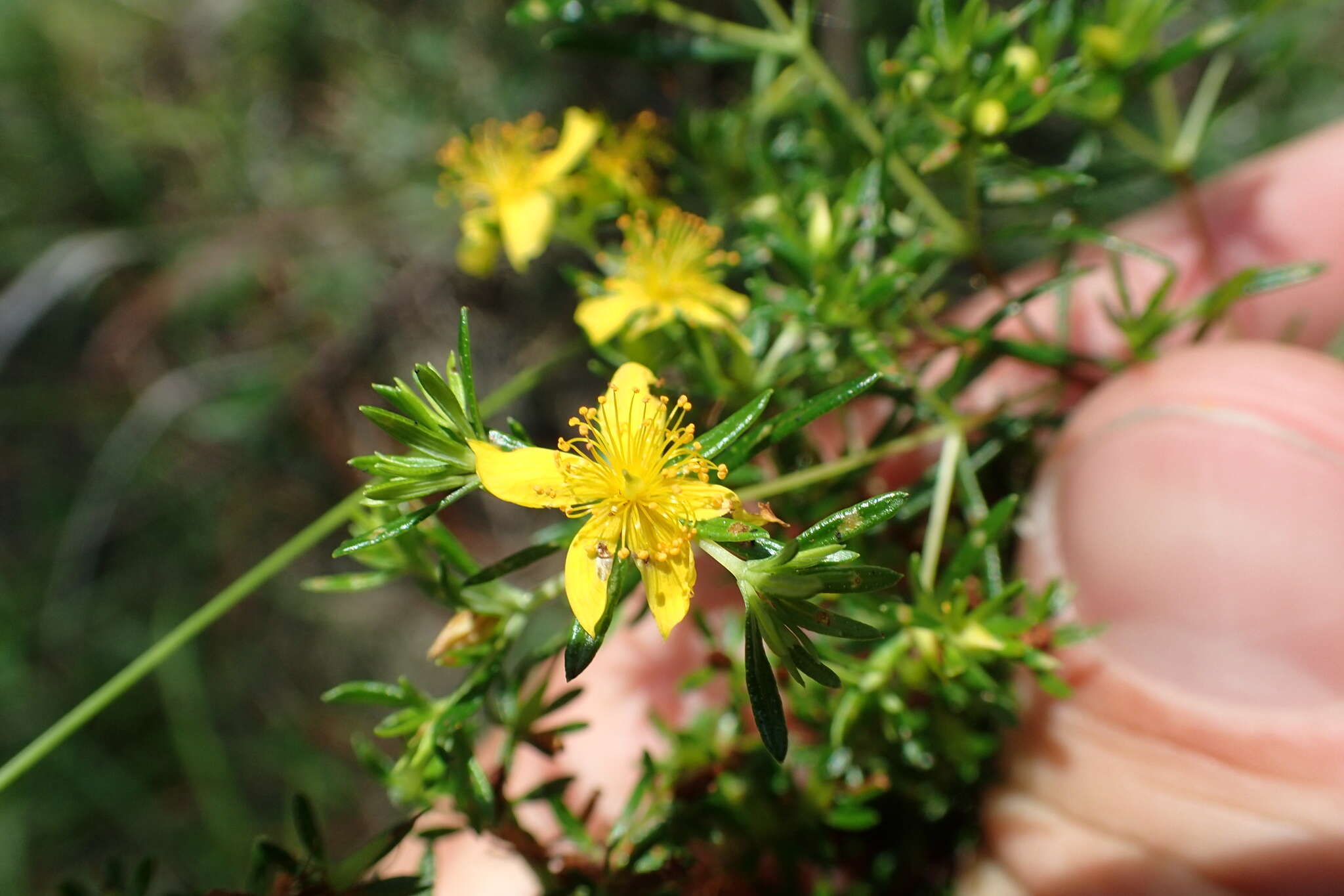 Hypericum galioides Lam.的圖片