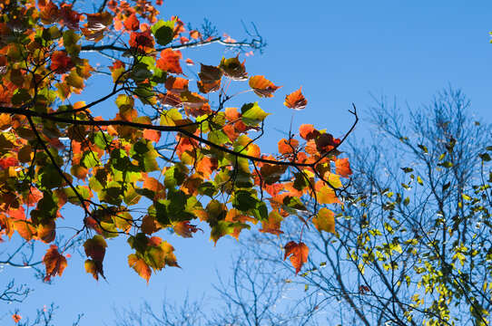 Image of Acer morrisonense Hayata