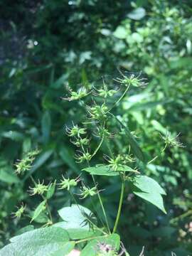 Image of Waxy-Leaf Meadow-Rue