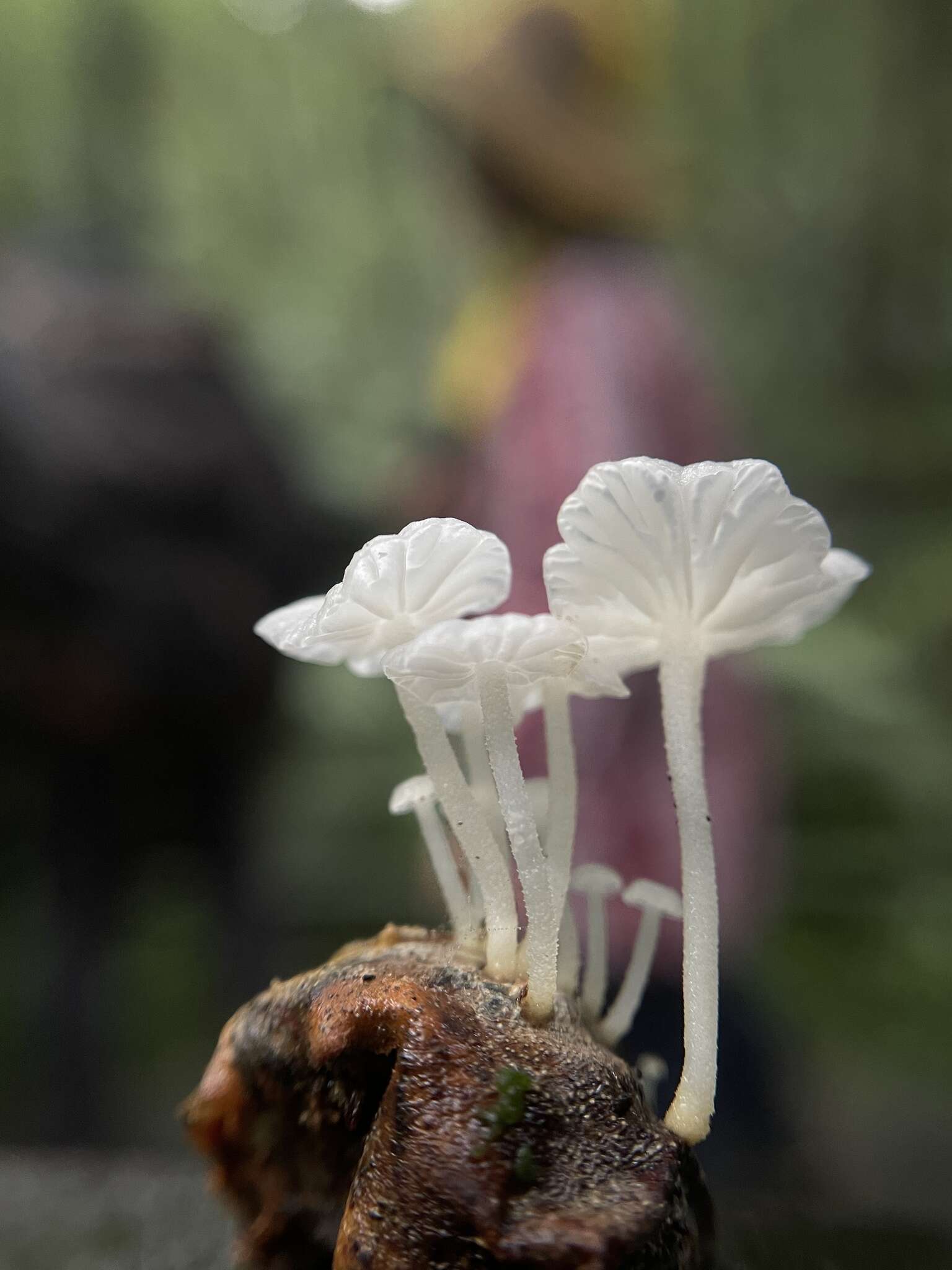 Слика од Gymnopus stenophyllus (Mont.) J. L. Mata & R. H. Petersen 2004