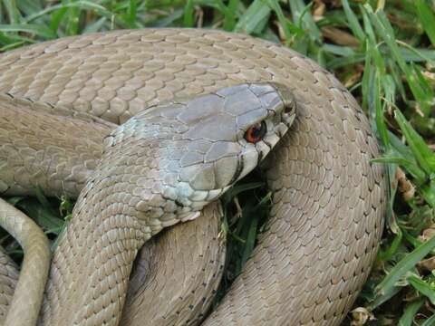 Image of Natrix astreptophora algerica (Hecht 1930)