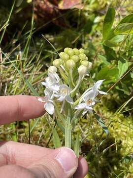 Image of white fringed orchid