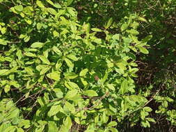 Image of willowleaf meadowsweet