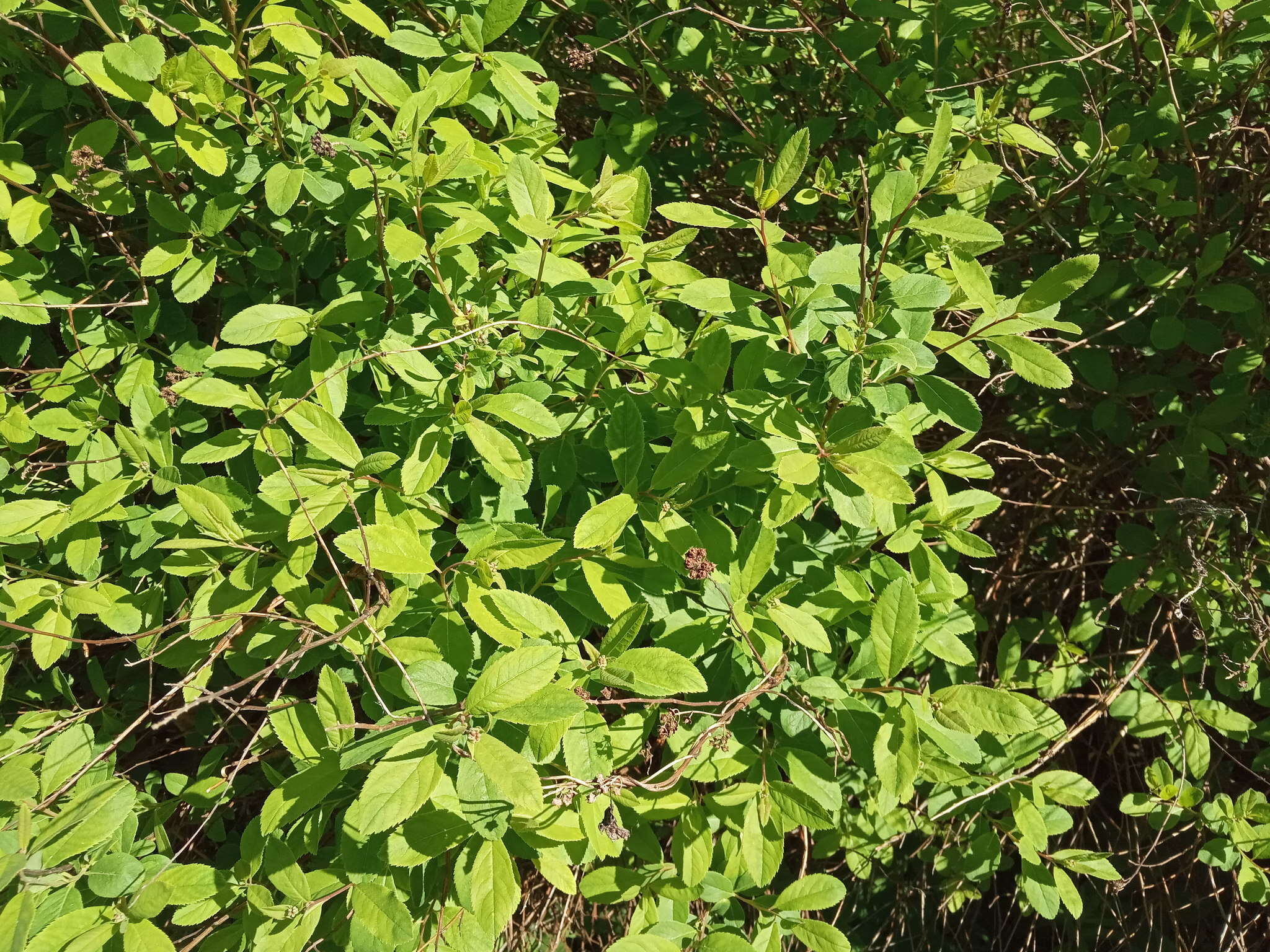 Слика од Spiraea salicifolia L.