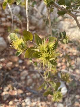 Image of Trichocalyx