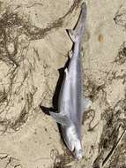 Image of Sandbar Shark