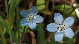 Image de Nemophila menziesii var. integrifolia Brand