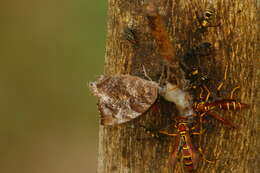 Image of Polistes instabilis de Saussure 1853