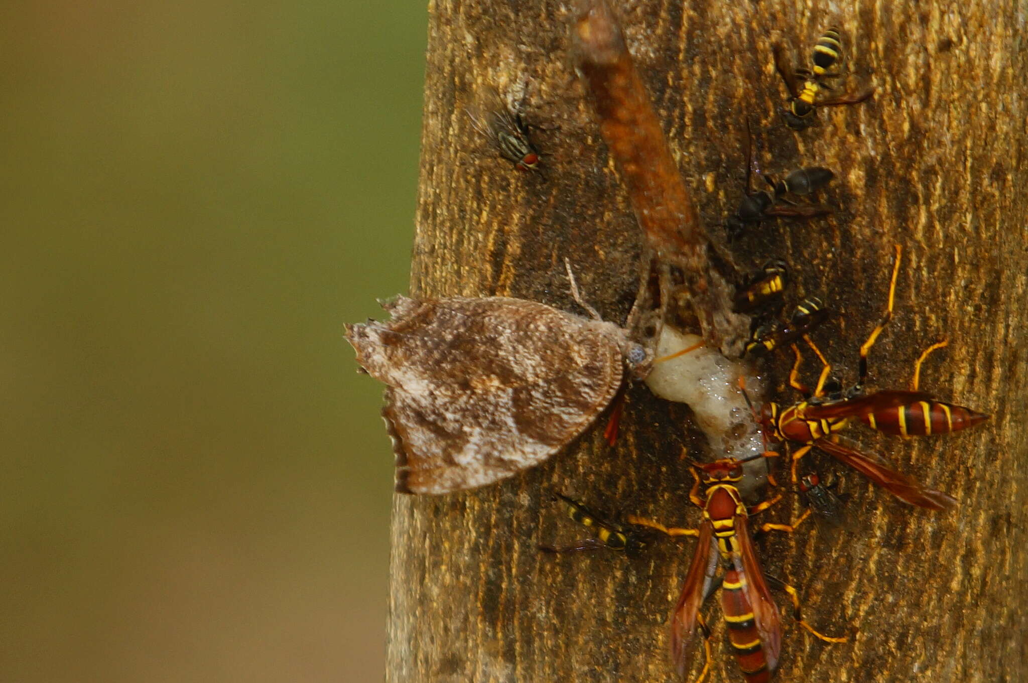 Polistes instabilis de Saussure 1853的圖片