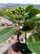 Image of Melicope madagascariensis (Baker) T. G. Hartley