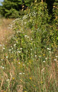 Image of Galium octonarium (Klokov) Pobed.