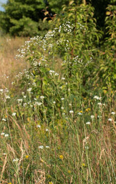 Image of Galium octonarium (Klokov) Pobed.