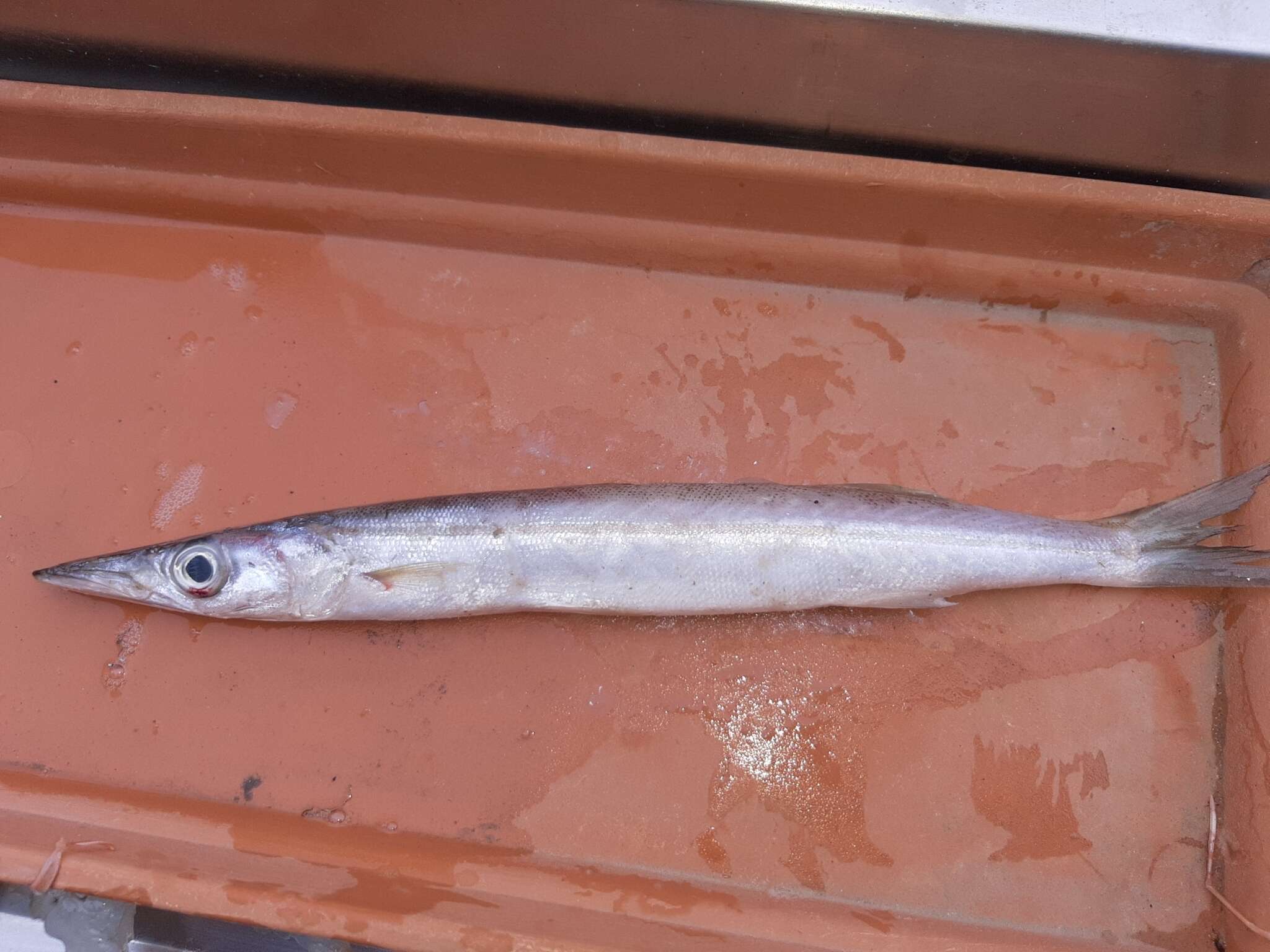 Image of Barracuda