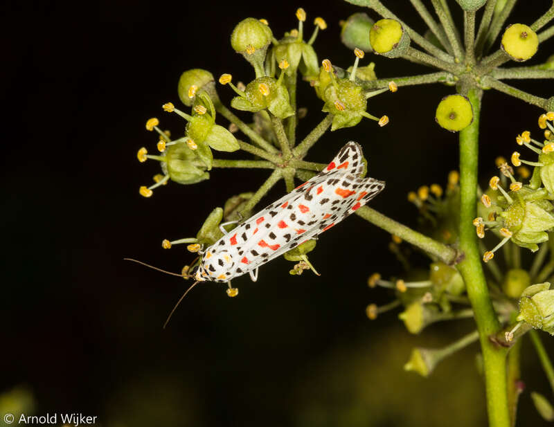 Image of crimson speckled