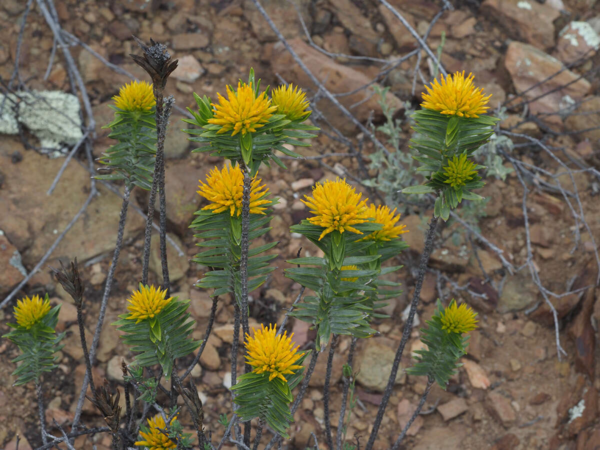 Image of Pteronia fasciculata L. fil.