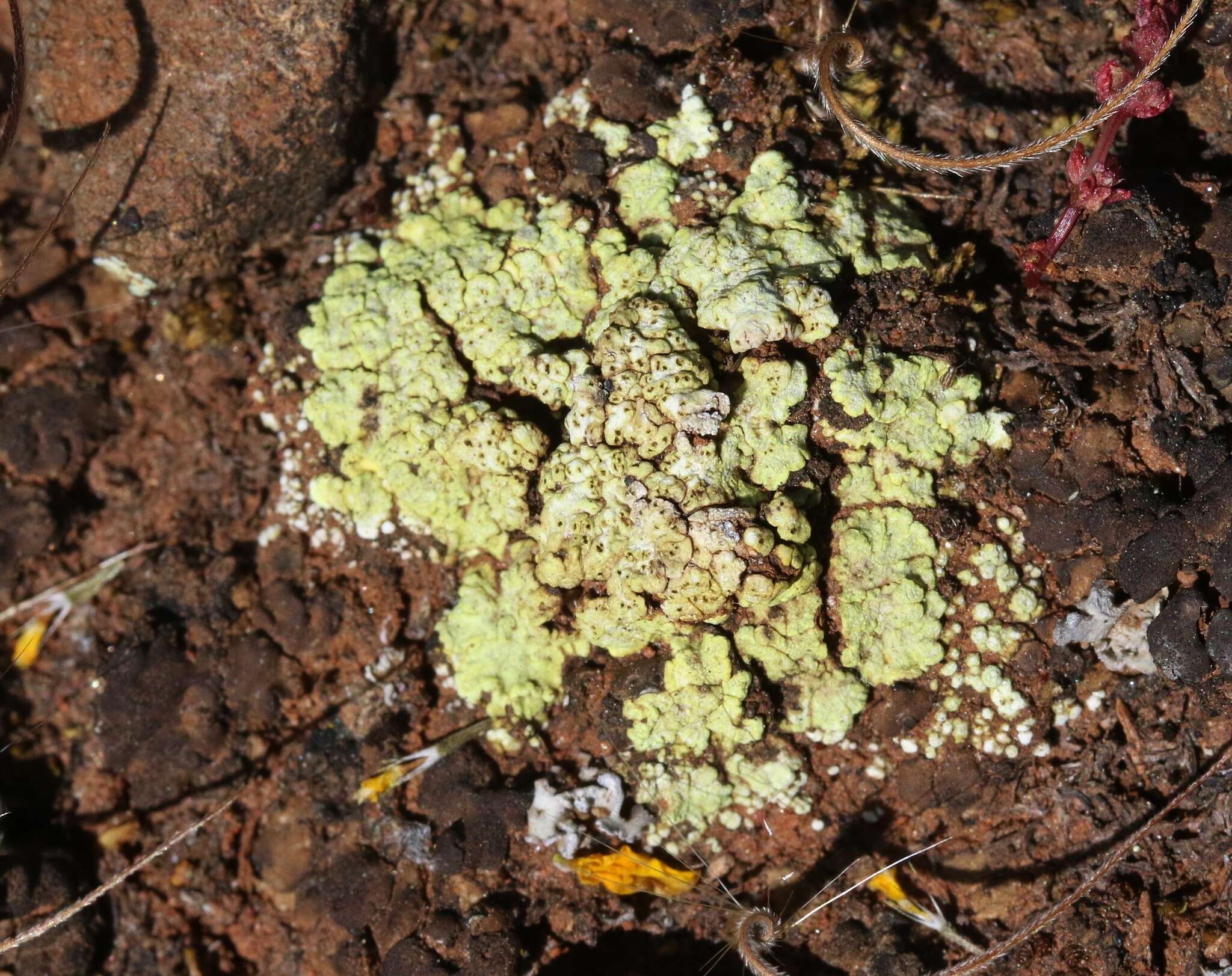 Image of Schleicher's Cracked Lichenen