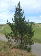 Image of Cedros Island Pine