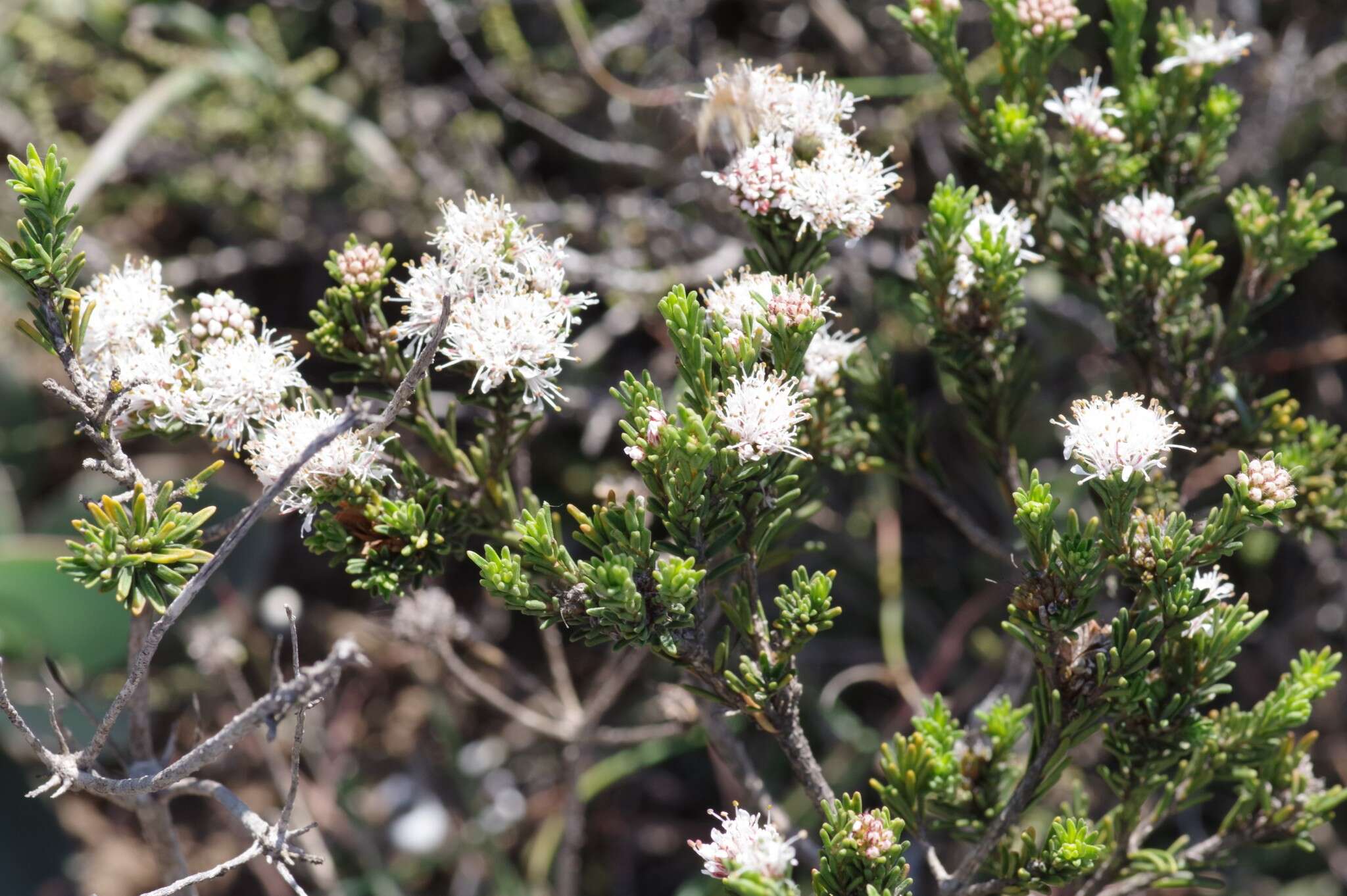 Image of Agathosma gonaquensis Eckl. & Zeyh.