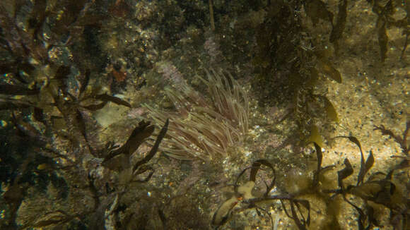 Image of collared sand anemone