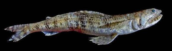 Image of Gracile lizardfish