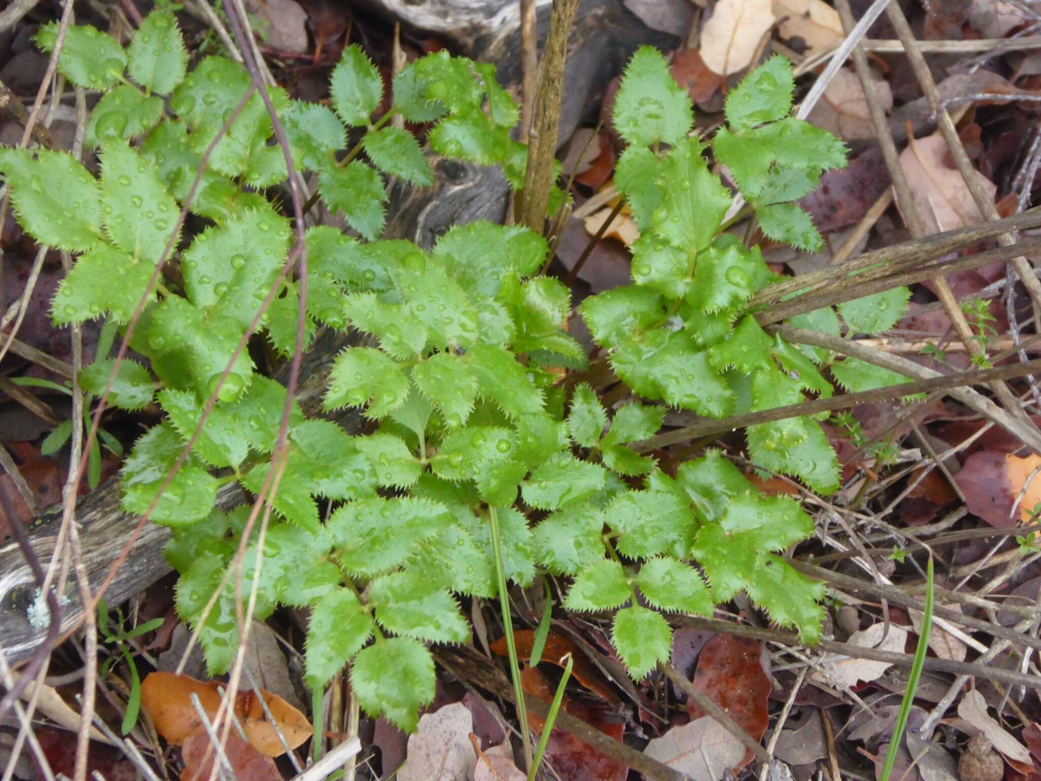 Image of southern umbrellawort