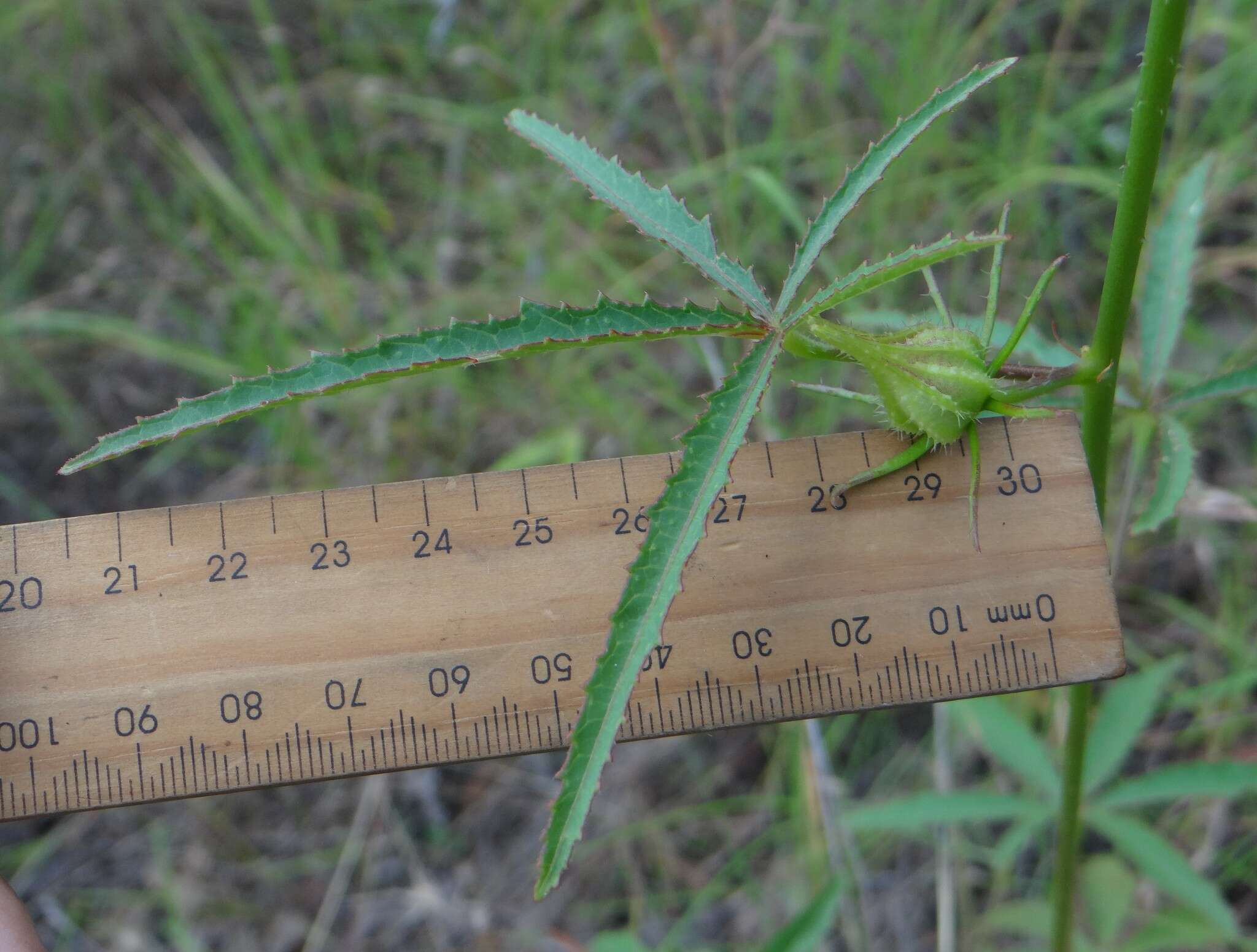 Image of Hibiscus meraukensis Hochr.