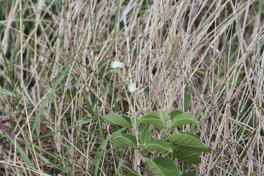 Image of pepperbush