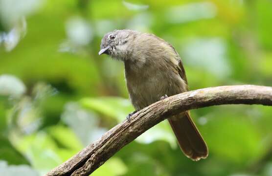 Image of Ansorge's Greenbul