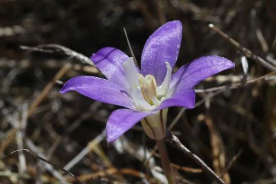 Sivun Brodiaea jolonensis Eastw. kuva