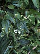 Image of Aster formosanus Hayata