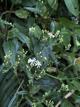 Image de Aster formosanus Hayata