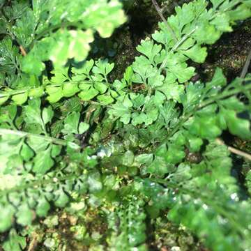 Image of Asplenium laciniatum subsp. tenuicaule (Hayata) Fraser-Jenk.