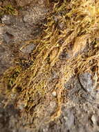 Image of Macoun's heterocladium moss