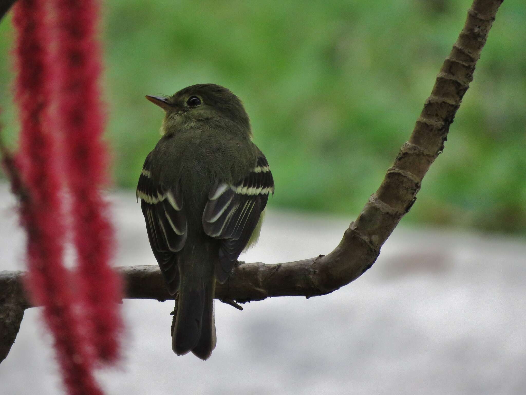 Image of Yellow-bellied Flycatcher