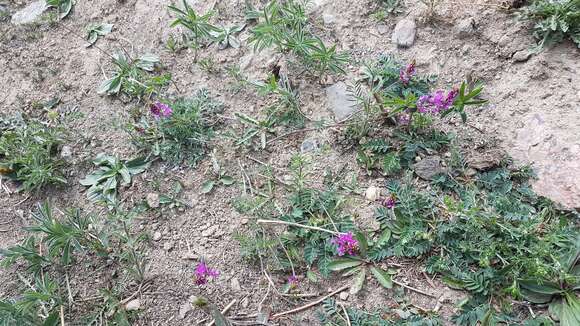 Image of Astragalus versicolor Pall.