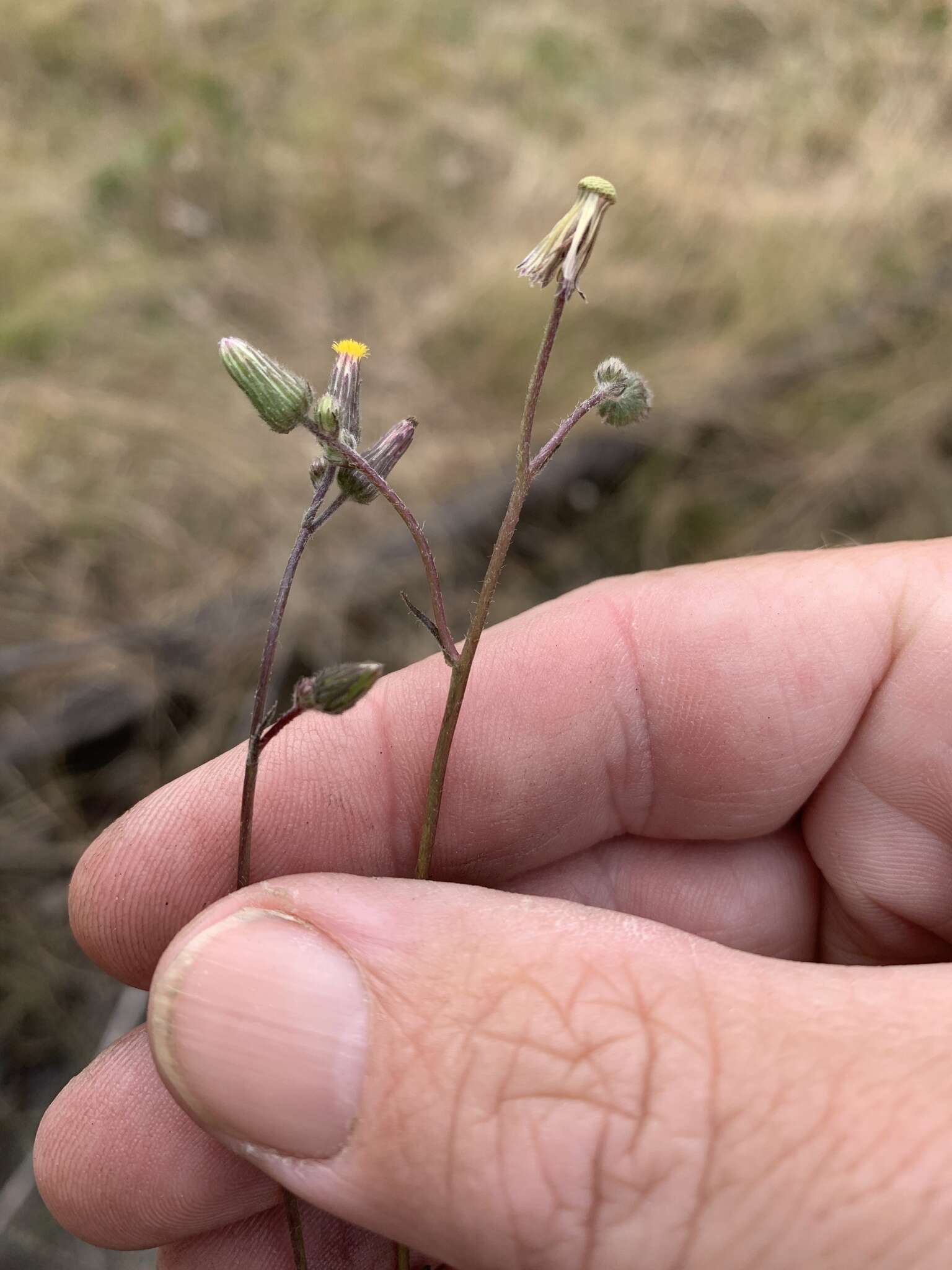 Imagem de Blumea saxatilis Zoll. & Mor.