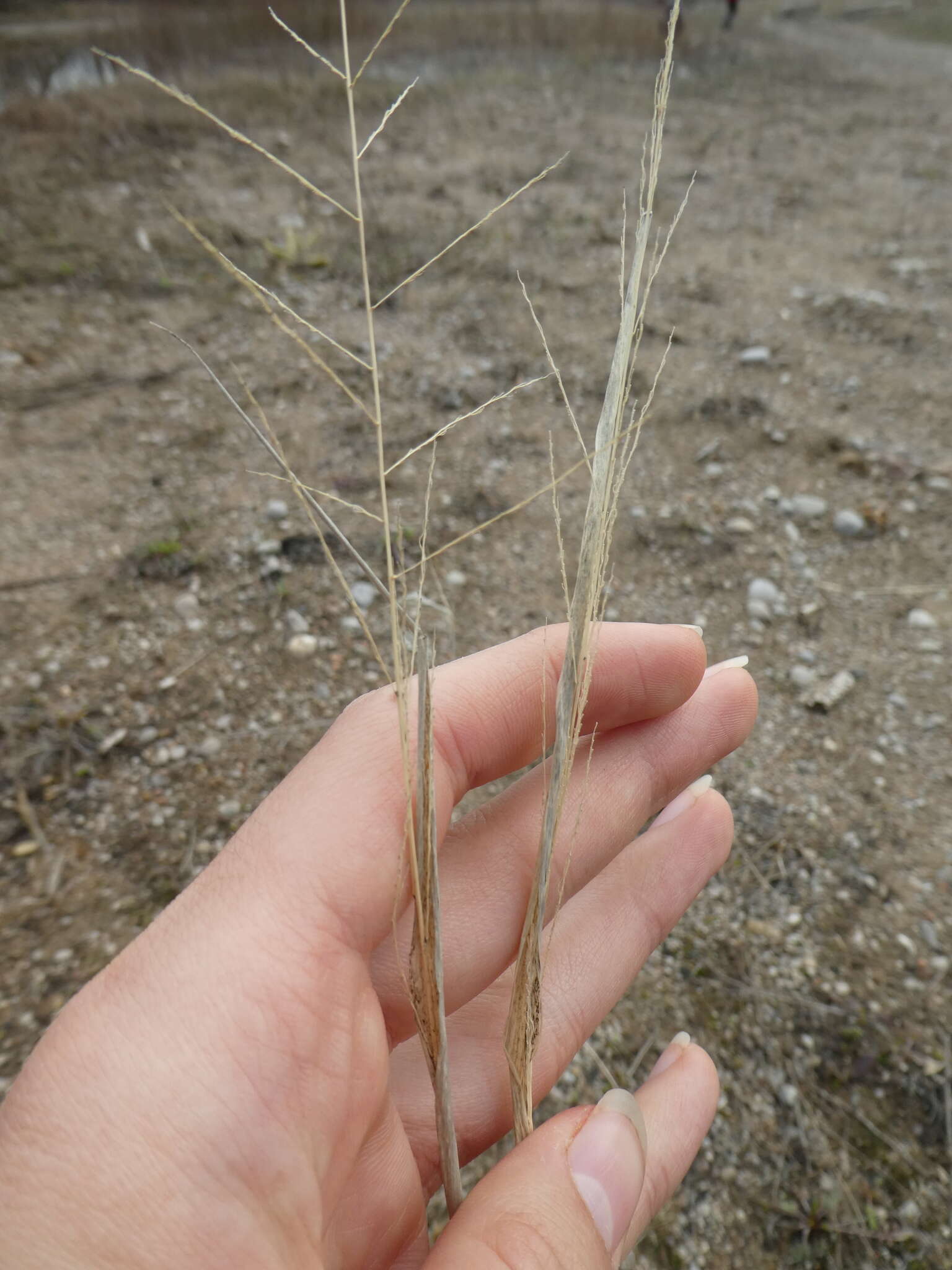 Image of sand dropseed