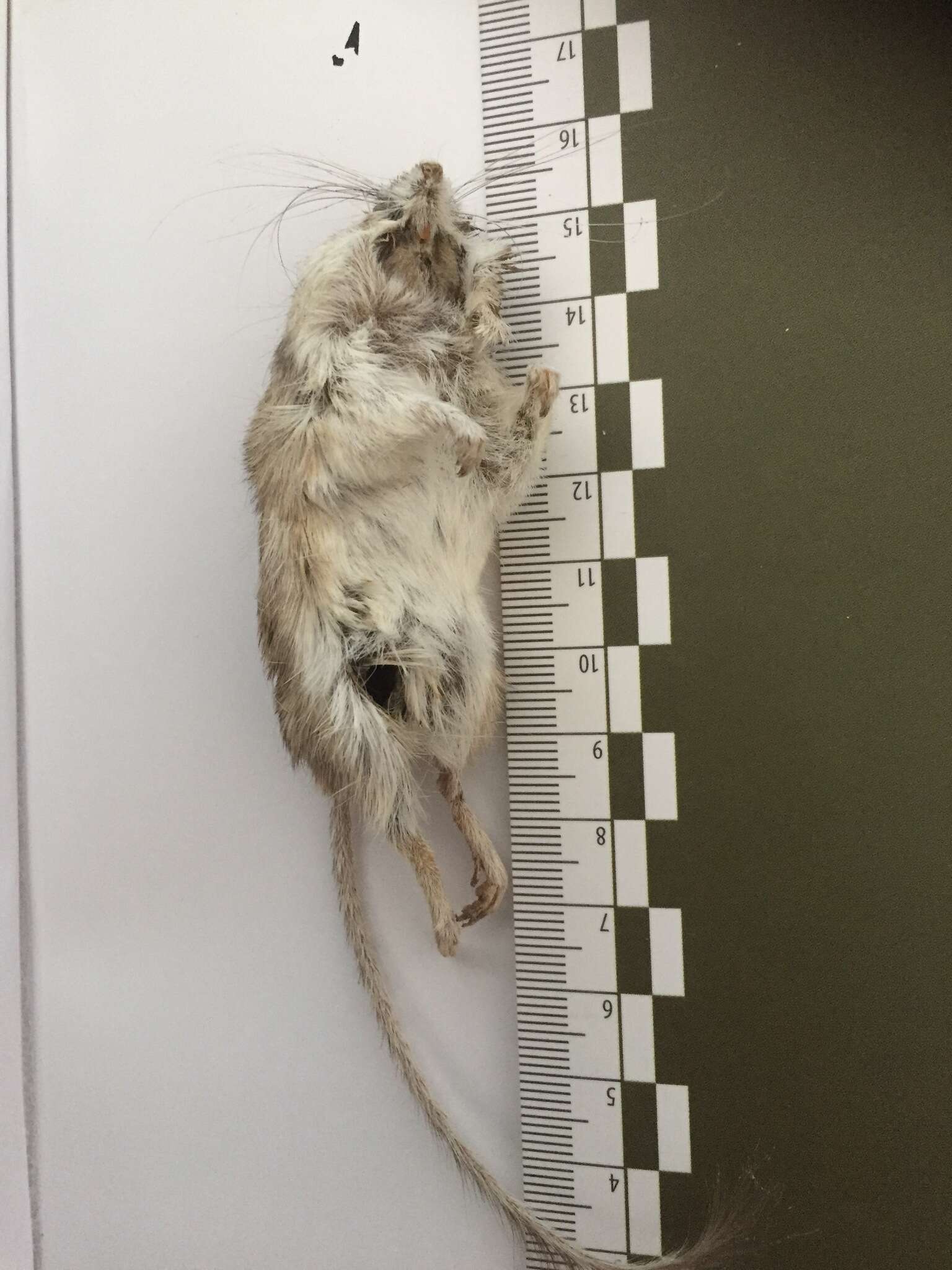 Image of Nelson's pocket mouse