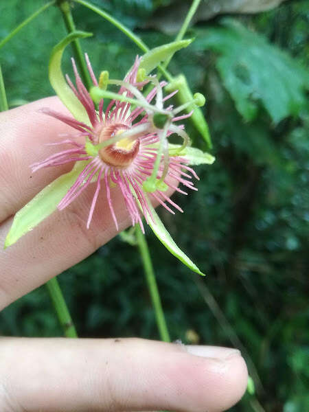 Passiflora jorullensis Kunth的圖片