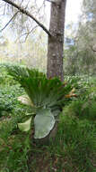 Image of staghorn fern