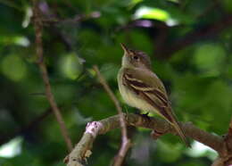 Image of Acadian Flycatcher