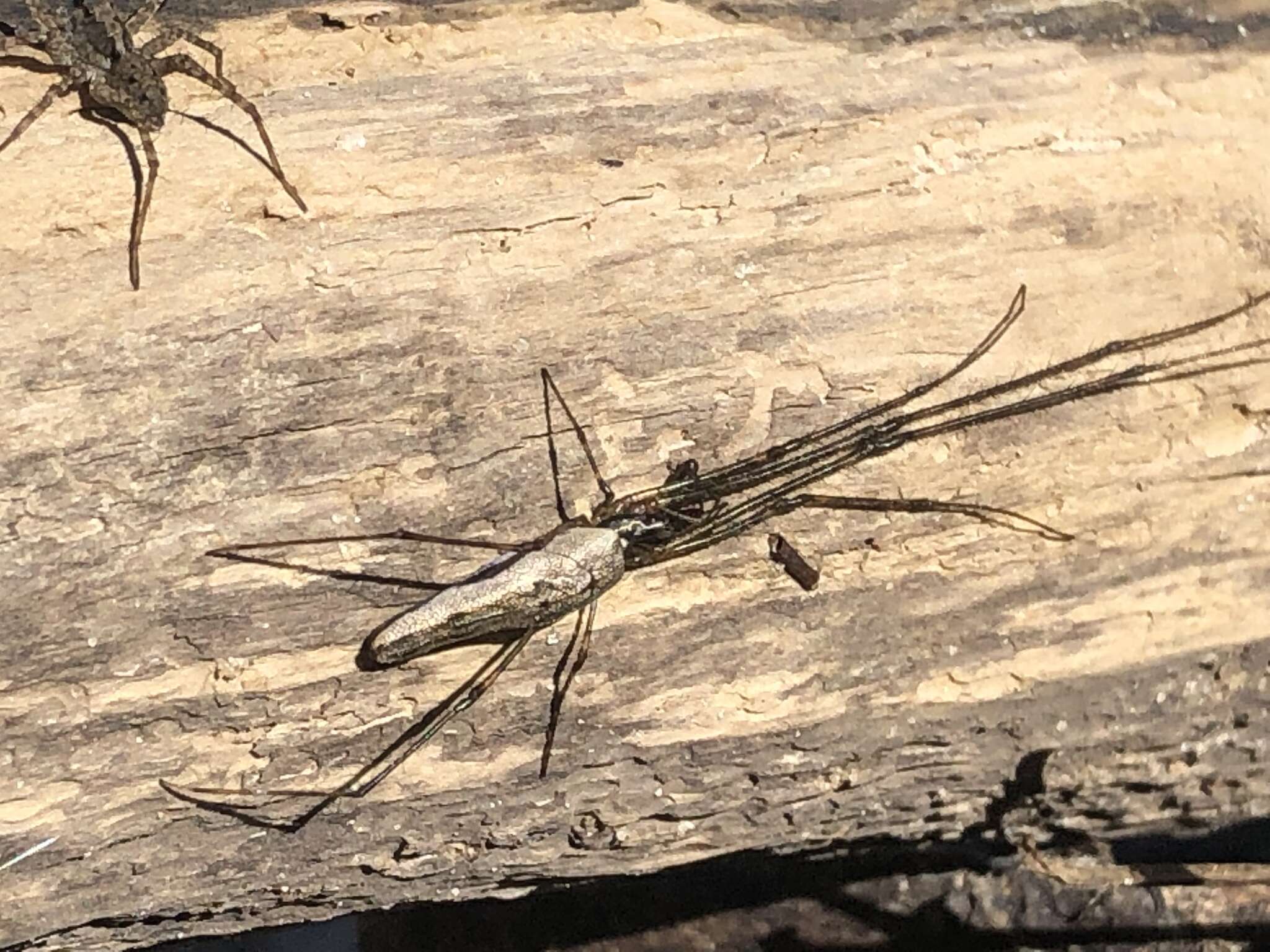 Image of Tetragnatha elongata Walckenaer 1841