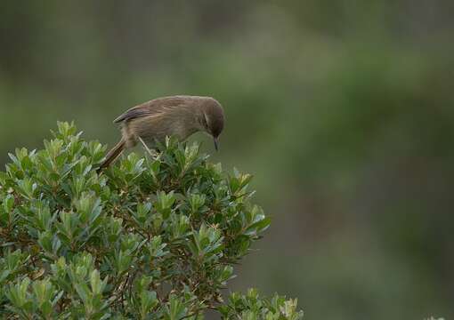 Image of Itatiaia Spinetail