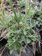 Imagem de Antennaria marginata Greene