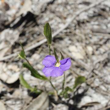 Слика од Scaevola calliptera Benth.