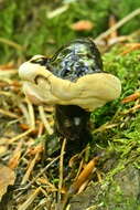 Image of Ganoderma carnosum Pat. 1889